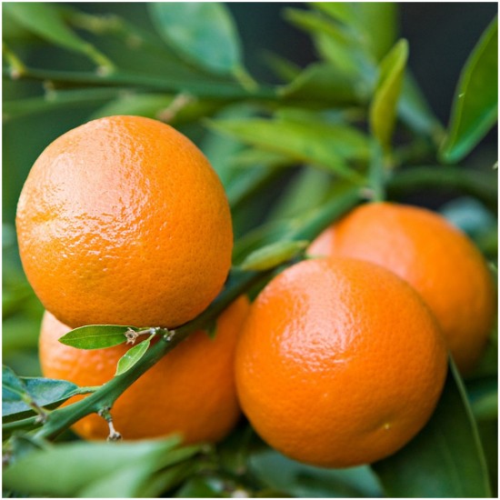 Mandarină Roșie - Tangerină Organică